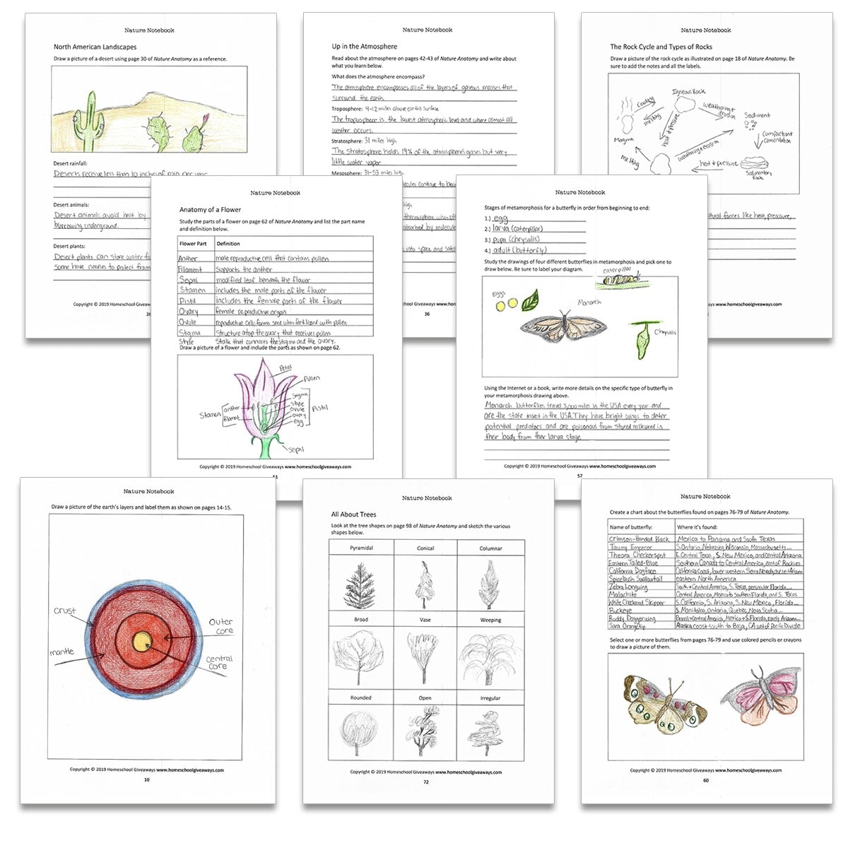 Nature Anatomy Notebook Pages