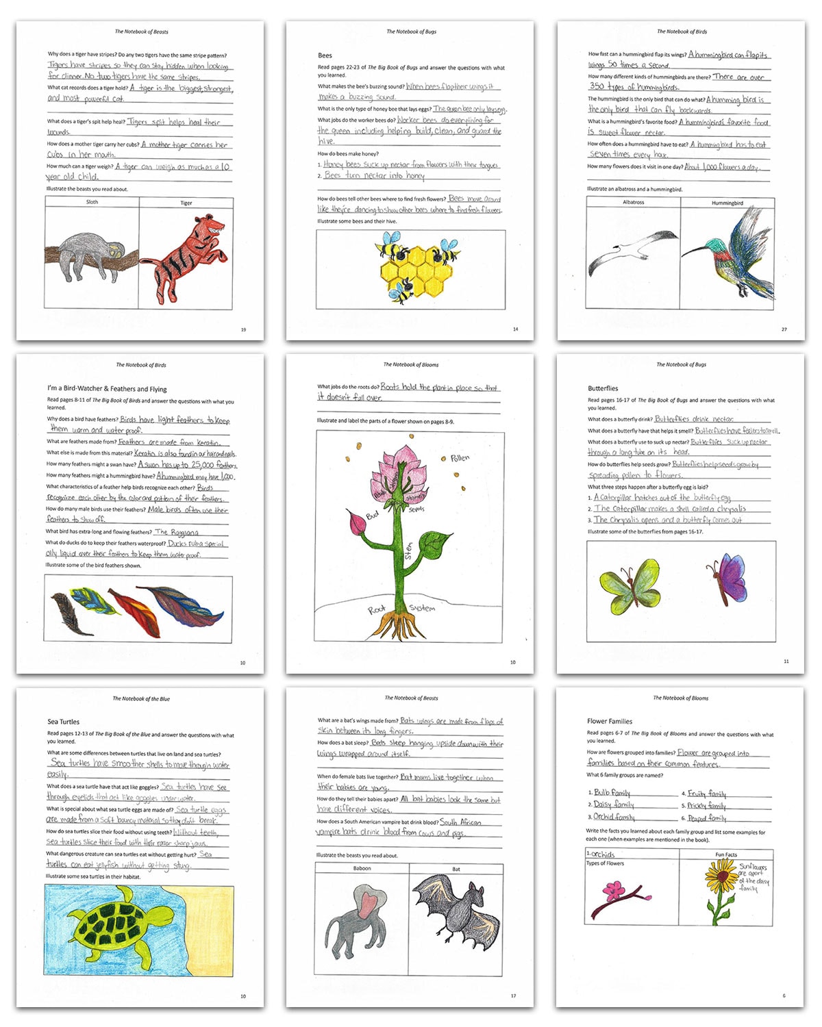 Notebook pages completed by a student