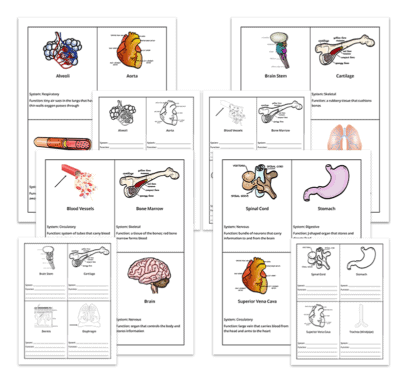 Genius Fact Cards: Set of 1,000+ Fact Cards - Image 12