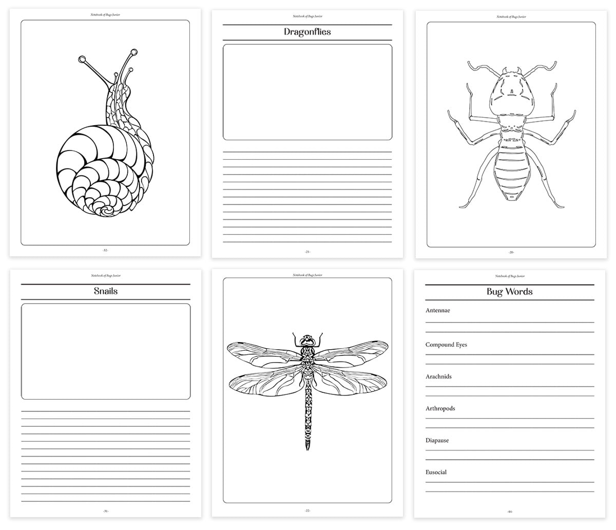 notebook of bugs junior pages