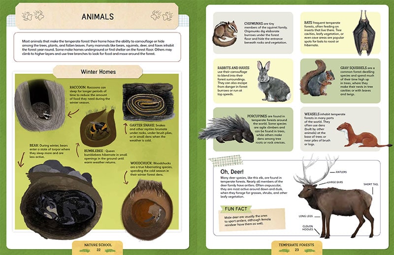 forest animals lesson in Nature School