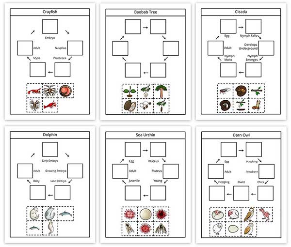 Lifecycles Cut & Paste Add-on for Science Through Nature