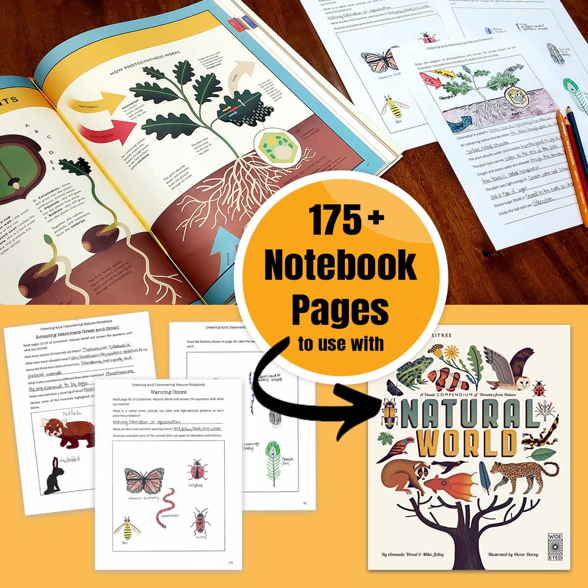 Drawing and Discovering Nature