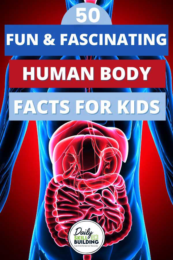 human body