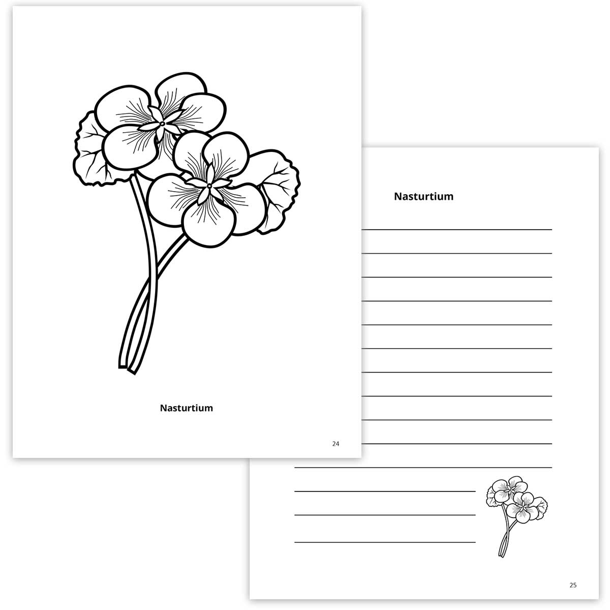 Nasturtium Coloring Page