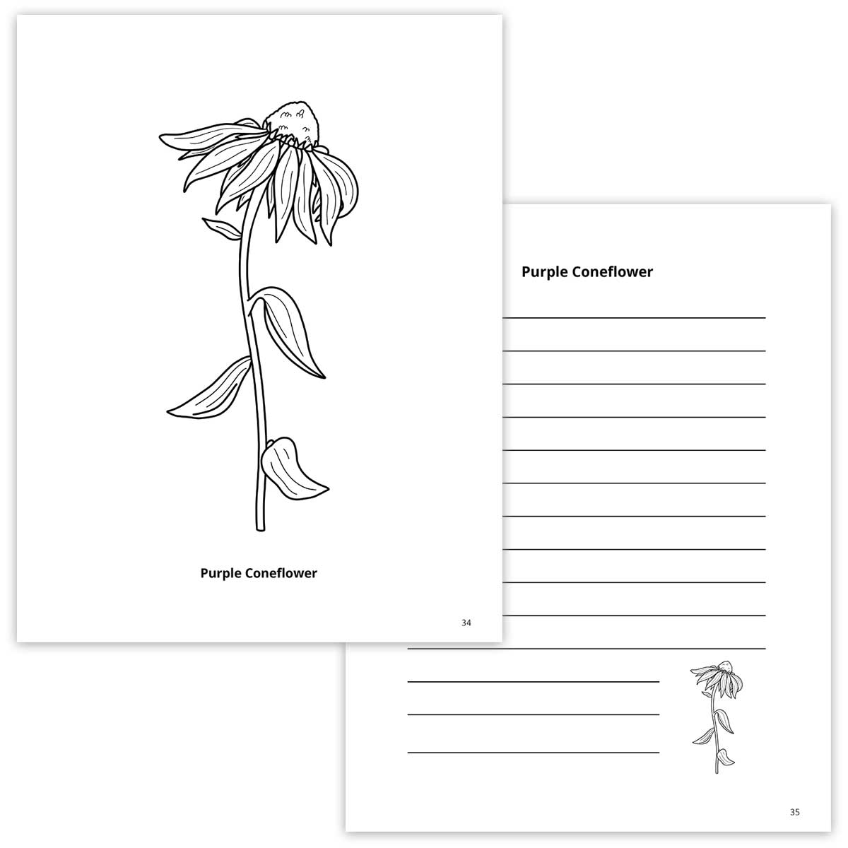 Purple Coneflower Coloring Page