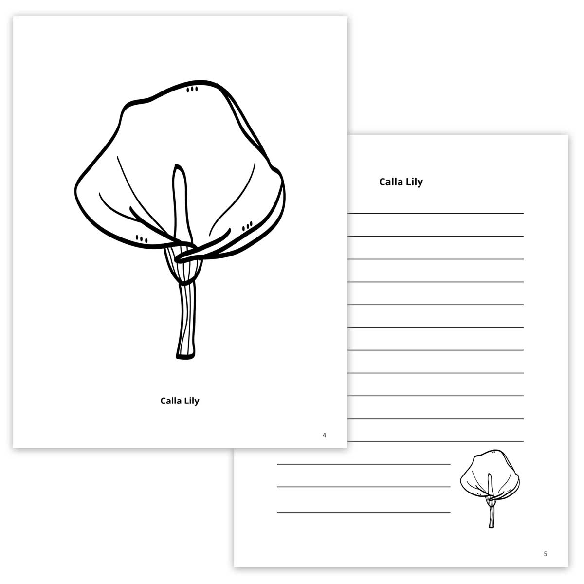Calla Lily Coloring Page