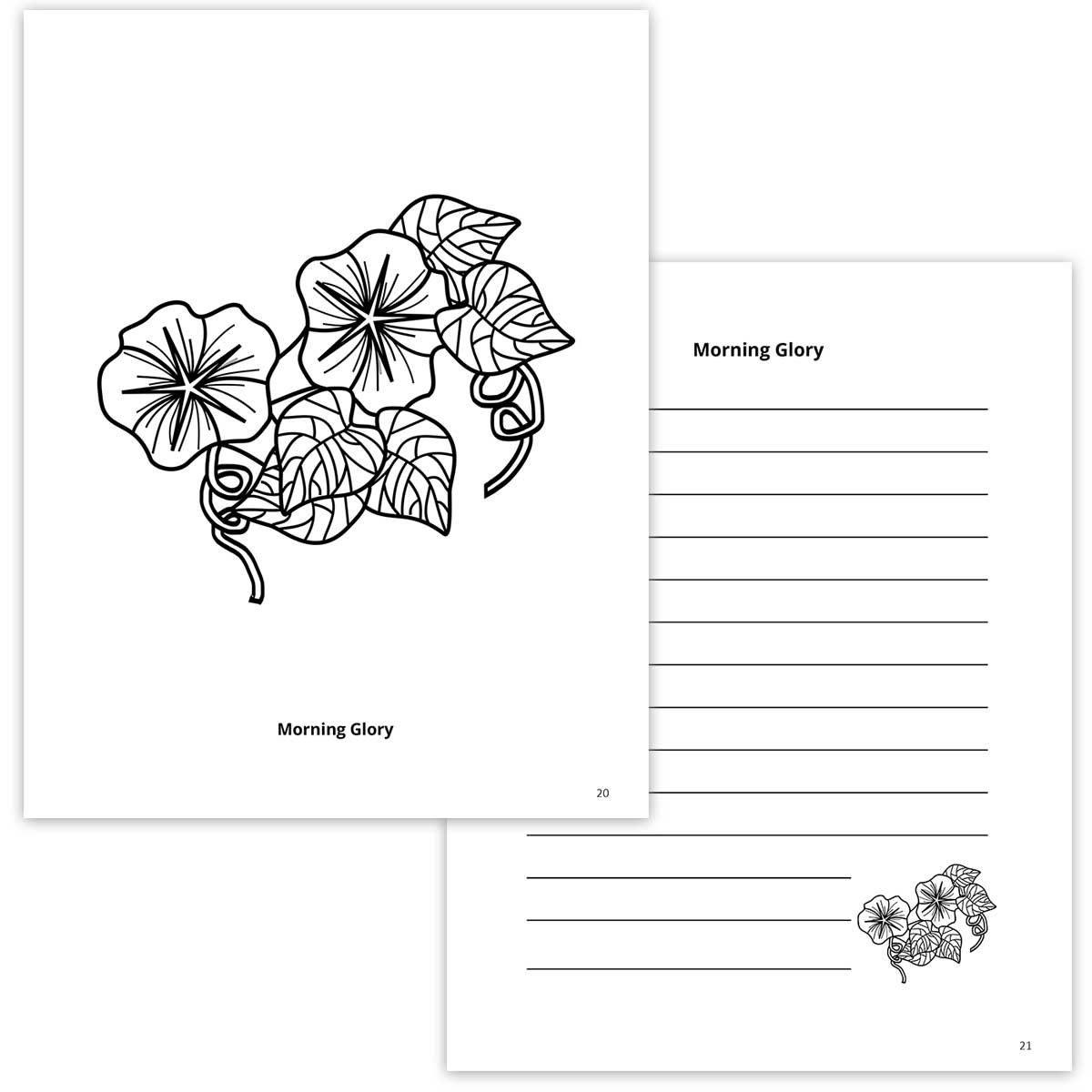 Morning Glory Coloring Page