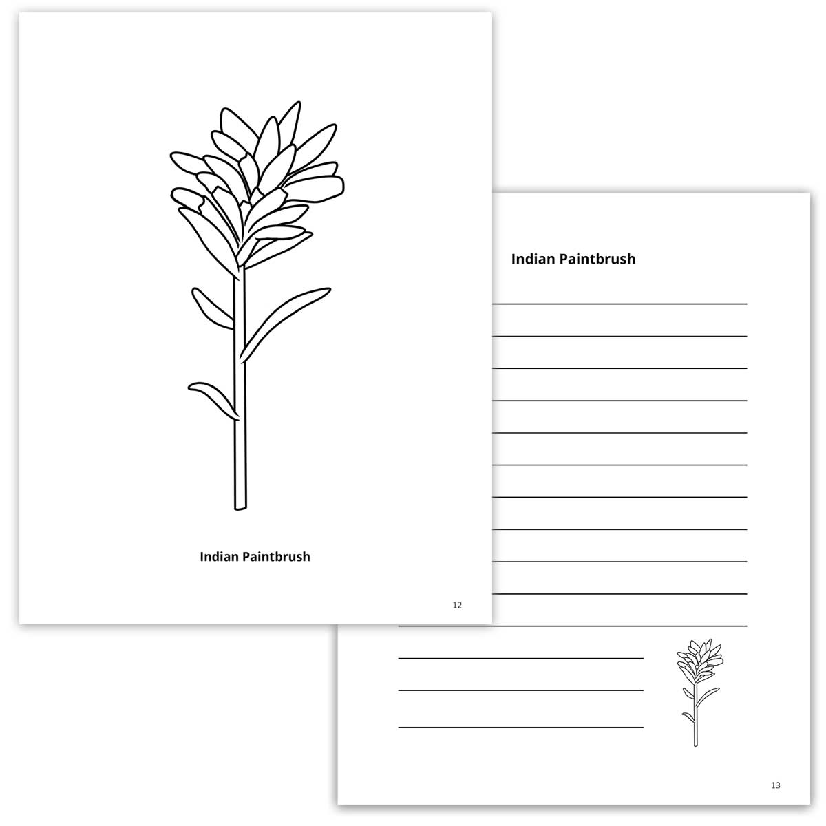 Indian Paintbrush Coloring Page