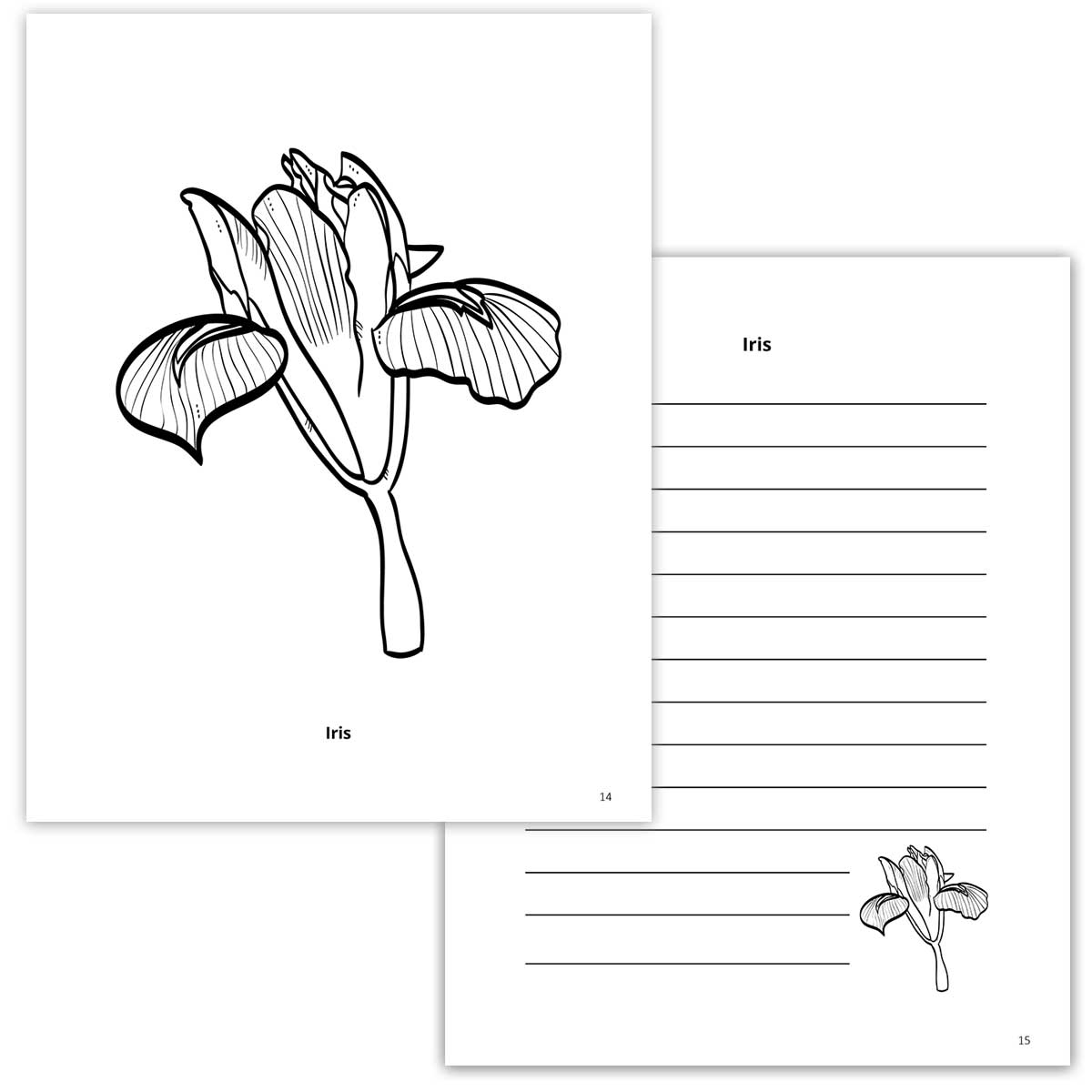 Iris Coloring Page