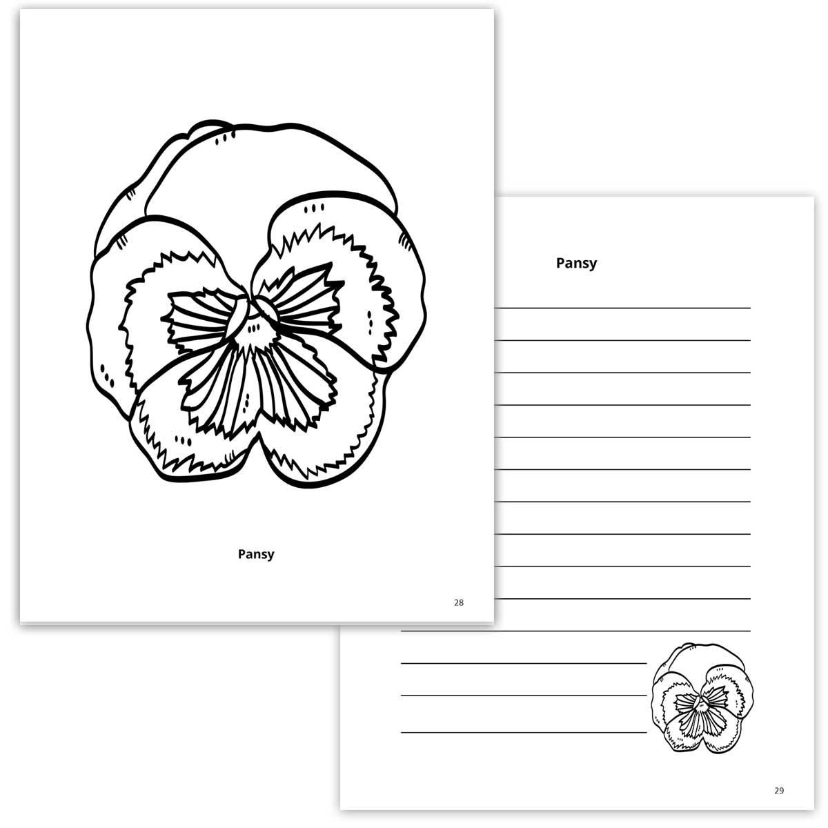 Pansy Flower Coloring Page